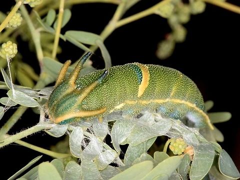 Tailed Emperor (Polyura sempronius)  Australia,Charaxes_sempronius,Fall,Geotagged,Polyura sempronius,Tailed emperor