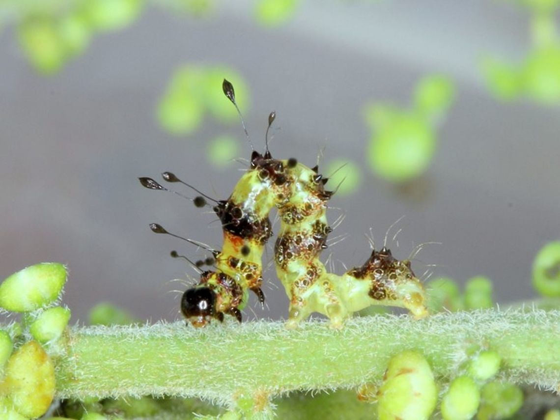 Homodes Early instar moth caterpillar in party costume.  <br />
There are a couple of other species in this genus and I would not like to guess which this one is.   Australia,Geotagged,Homodes