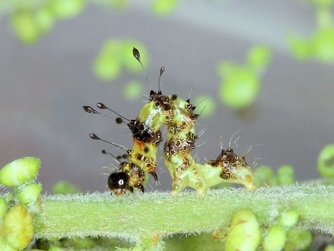 Homodes Early instar moth caterpillar in party costume.  
There are a couple of other species in this genus and I would not like to guess which this one is.   Australia,Geotagged,Homodes