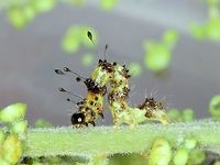 Homodes Early instar moth caterpillar in party costume.  <br />
There are a couple of other species in this genus and I would not like to guess which this one is.   Australia,Geotagged,Homodes