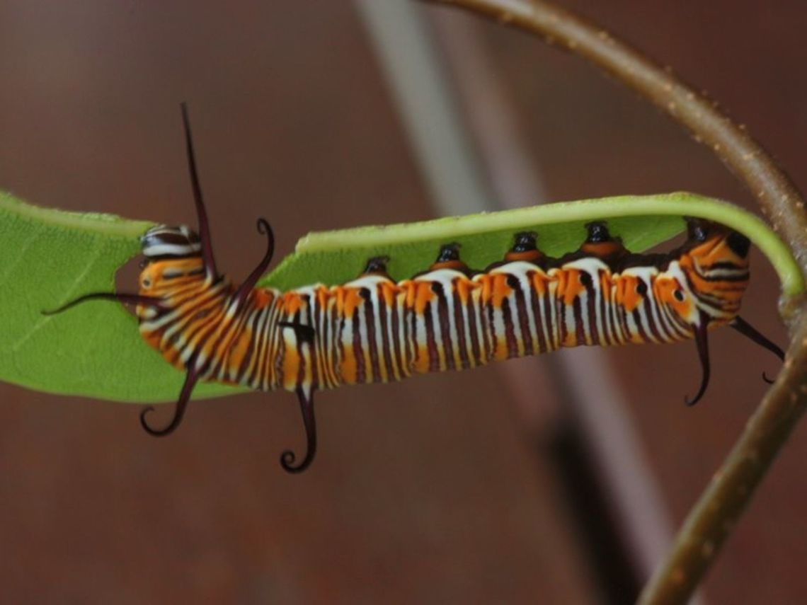 Euploea alcathoe eichhorni A tropical butterfly begins as a black and white striped caterpillar with four pairs of tubercles .<br />
I collected this specimen as it  was so close tp pupation and documented its metamorphosis into an adult butterfly.   Australia,Euploea,Euploea alcathoe,Euploea alcathoe eichhorni,Geotagged,No-brand crow