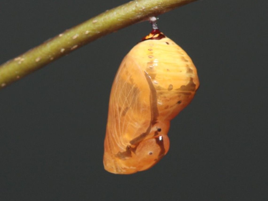 Euploea alcathoe eichhorni Fresh pupa Australia,Euploea alcathoe,Geotagged,No-brand crow