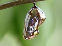 Euploea alcathoe eichhorni Advanced pupa Australia,Euploea,Euploea alcathoe,Euploea alcathoe eichhorni,Geotagged,No-brand crow