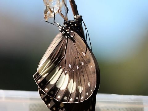 Euploea alcathoe eichhorni Adult emerging from crysalis. Australia,Euploea alcathoe,Euploea alcathoe eichhorni,Geotagged,No-brand crow
