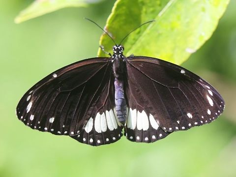 Euploea alcathoe eichhorni I found a final instar caterpillar and collected it for this photographic series of the crow butterfly.
This is the conclusion of the series, a freshly emerged adult. 
http://www.jungledragon.com/image/37937/euploea_alcathoe_eichhorni.html
http://www.jungledragon.com/image/37936/euploea_alcathoe_eichhorni.html
http://www.jungledragon.com/image/37935/euploea_alcathoe_eichhorni.html
http://www.jungledragon.com/image/37910/euploea_alcathoe_eichhorni.html Australia,Euploea alcathoe,Euploea alcathoe eichhorni,Geotagged,No-brand crow