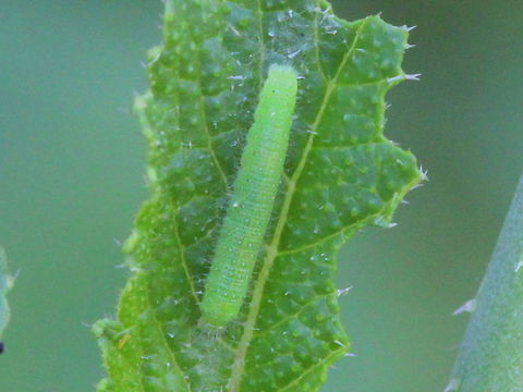 Cabbage White (Pieris rapae) A development series of the small white butterlfy Australia,Geotagged,Pieris rapae,Small White,Summer,Winter