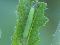 Cabbage White (Pieris rapae) A development series of the small white butterlfy Australia,Geotagged,Pieris rapae,Small White,Summer,Winter