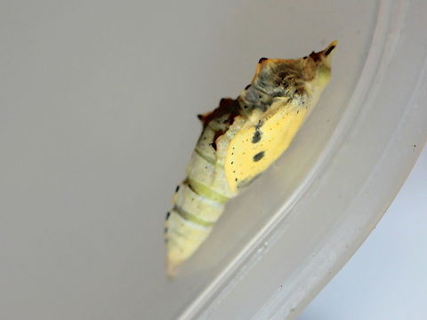 Small White (Pieris rapae) The green pupa becomes clear before eclosion. Australia,Geotagged,Pieris rapae,Small White,Summer