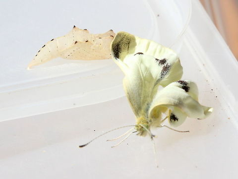 Small White (Pieris rapae) Free!!! Australia,Geotagged,Pieris rapae,Small White,Summer