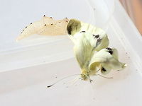 Small White (Pieris rapae) Free!!! Australia,Geotagged,Pieris rapae,Small White,Summer