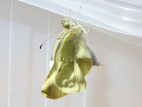 Small White (Pieris rapae) Stretching wings. 

Escaping pupa
http://www.jungledragon.com/image/37974/small_white_pieris_rapae.html
Pupa
http://www.jungledragon.com/image/37972/small_white_pieris_rapae.html 
Larva
http://www.jungledragon.com/image/37971/cabbage_white_pieris_rapae.html Australia,Geotagged,Pieris rapae,Small White,Summer