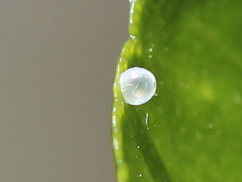 Papilio anactus Egg of Dainty Swallowtail placed singly on leaves of lime citrus. Australia,Dainty Swallowtail,Geotagged,Papilio anactus,Summer