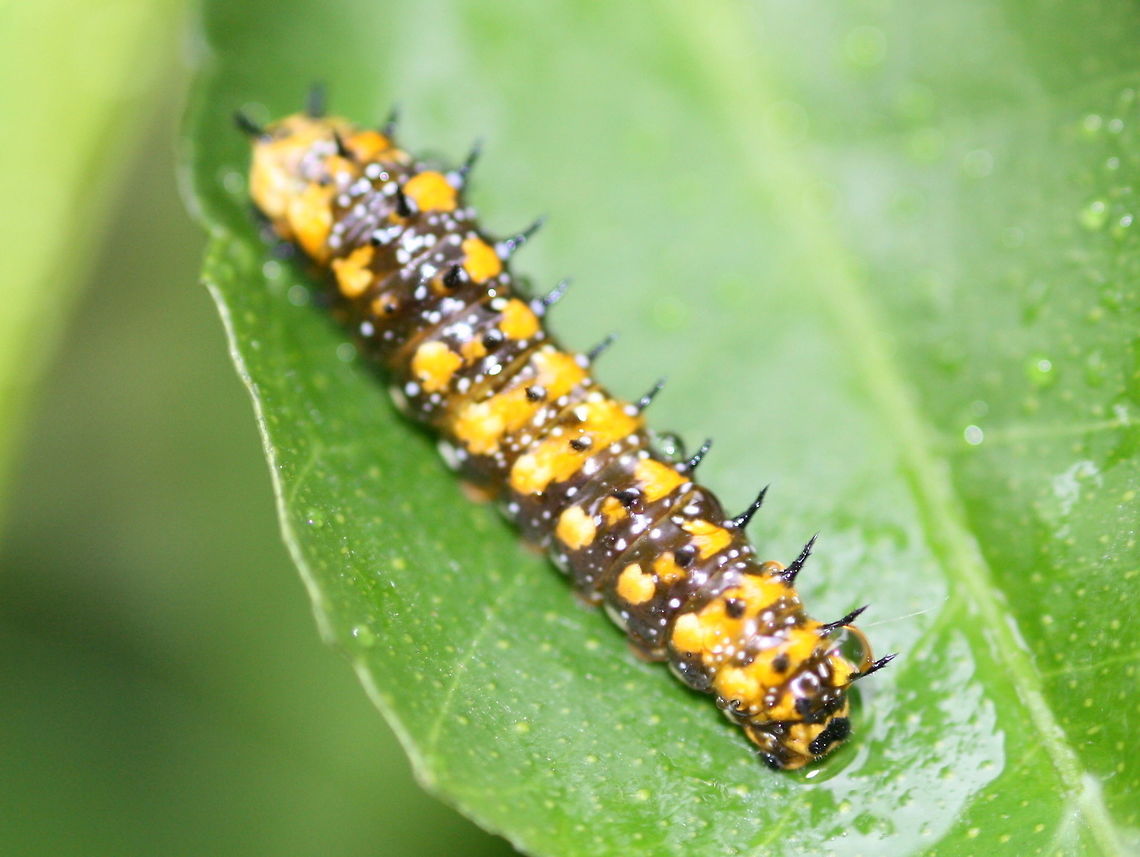 Larva of the Dainty Swallowtail  Australia,Dainty Swallowtail,Geotagged,Papilio anactus,Summer