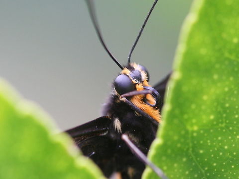 Portrait of Dainty swallowtail  Australia,Dainty Swallowtail,Geotagged,Papilio anactus,Spring