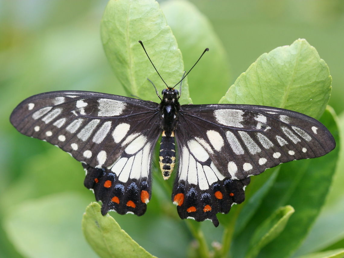 A freshly emerged Dainty Swallowtail Female swallowtails are a regular visitor to my lime tree where they lay one egg or two before flitting by.  Eggs or larvae seldom survive doe to the large predator load of neighbouring bugs which dine gleefully on these targets.  On occasion I collect a couple to monitor their lifecycle and protect them from predation. Australia,Geotagged,Papilio anactus,Spring