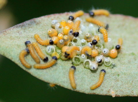 Wood White (Delias aganippe) Butterfly eggs hatching Australia,Delias aganippe,Geotagged,Spring