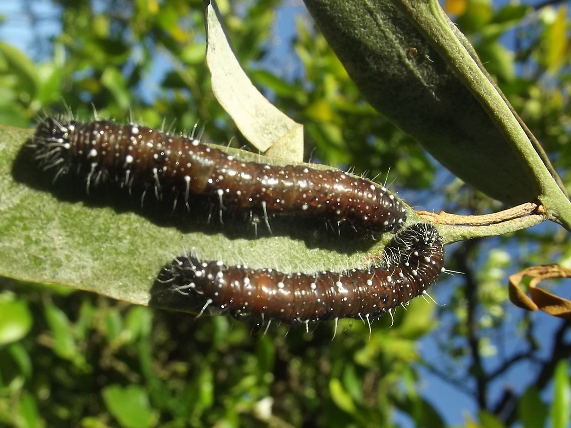 Wood White (Delias aganippe) Advanced larvae Australia,Delias aganippe,Geotagged,Summer