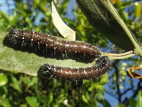 Wood White (Delias aganippe) Advanced larvae Australia,Delias aganippe,Geotagged,Summer