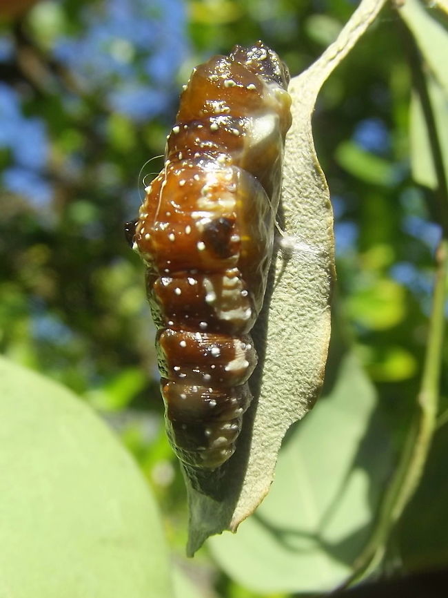 Wood White pupa  Australia,Delias aganippe,Geotagged,Summer