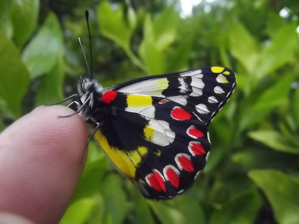 Wood White (Delias aganippe) This freshly emerged male has a red and yellow dotted pattern resembling the toxic mistletoe flowers of the host food plant.  The first of two lifecycles begins in about September and stages are documented in this series. <br />
<figure class="photo"><a href="https://www.jungledragon.com/image/38091/wood_white_pupa.html" title="Wood White pupa"><img src="https://s3.amazonaws.com/media.jungledragon.com/images/2776/38091_thumb.JPG?AWSAccessKeyId=05GMT0V3GWVNE7GGM1R2&Expires=1759968010&Signature=EX0zYeudv9JIzItfRpfER0F8nVY%3D" width="114" height="152" alt="Wood White pupa  Australia,Delias aganippe,Geotagged,Summer" /></a></figure> <br />
<figure class="photo"><a href="https://www.jungledragon.com/image/38090/wood_white_delias_aganippe.html" title="Wood White (Delias aganippe)"><img src="https://s3.amazonaws.com/media.jungledragon.com/images/2776/38090_thumb.JPG?AWSAccessKeyId=05GMT0V3GWVNE7GGM1R2&Expires=1759968010&Signature=8zvMM1lALyrr%2BH3FqD2U7ZCtDto%3D" width="200" height="150" alt="Wood White (Delias aganippe) Advanced larvae Australia,Delias aganippe,Geotagged,Summer" /></a></figure><br />
<figure class="photo"><a href="https://www.jungledragon.com/image/38089/wood_white_delias_aganippe.html" title="Wood White (Delias aganippe)"><img src="https://s3.amazonaws.com/media.jungledragon.com/images/2776/38089_thumb.JPG?AWSAccessKeyId=05GMT0V3GWVNE7GGM1R2&Expires=1759968010&Signature=e52knRKLSLOIXKhOwKomP%2BmgrT8%3D" width="200" height="150" alt="Wood White (Delias aganippe) Butterfly eggs hatching Australia,Delias aganippe,Geotagged,Spring" /></a></figure> <br />
<br />
 Australia,Delias aganippe,Geotagged,Summer,butterfly eggs hatching,delias