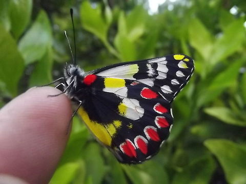 Wood White (Delias aganippe) This freshly emerged male has a red and yellow dotted pattern resembling the toxic mistletoe flowers of the host food plant.  The first of two lifecycles begins in about September and stages are documented in this series. 
http://www.jungledragon.com/image/38091/wood_white_pupa.html 
http://www.jungledragon.com/image/38090/wood_white_delias_aganippe.html
http://www.jungledragon.com/image/38089/wood_white_delias_aganippe.html 

 Australia,Delias aganippe,Geotagged,Summer,butterfly eggs hatching,delias