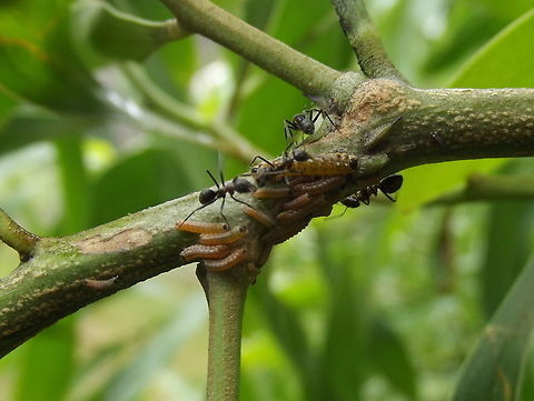 Imperial hairstreak larvae are attended by ants  Australia,Geotagged,Imperial Hairstreak,Jalmenus evagoras,Summer