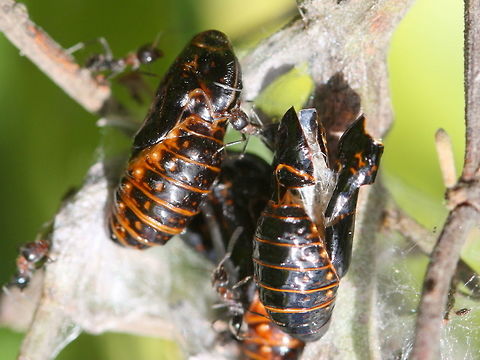 Imperial hairstreak pupae still being guarded by ants.  Imperial Hairstreak,Jalmenus evagoras