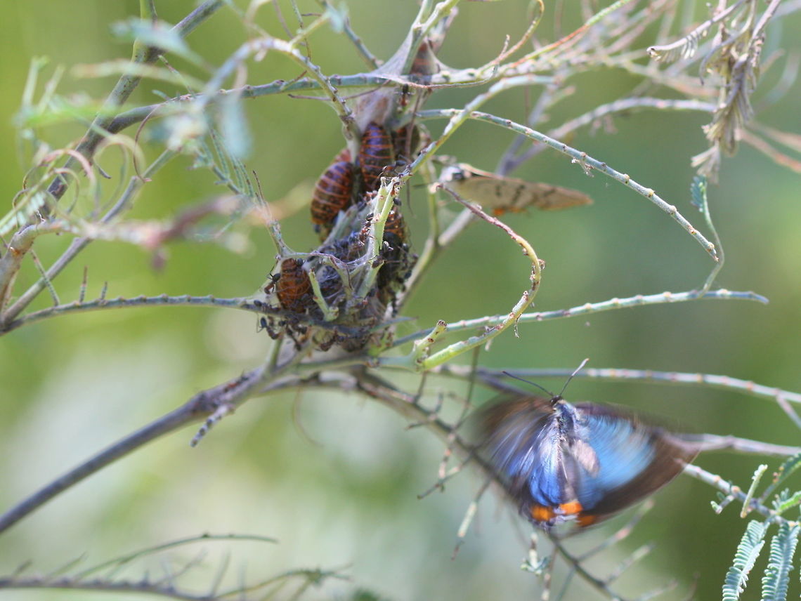 Imperial hairstreak males hovering over pupae awaiting the emergence of females.  Australia,Geotagged,Imperial Hairstreak,Jalmenus evagoras,Summer
