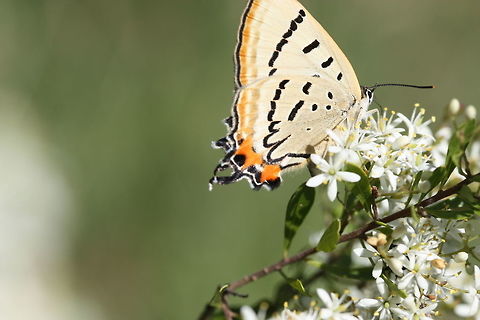 Imperial hairstreak This lycaenid has tails which mimic antennae and including the verso patterns, appears as a head with eyes.  This provides a decoy head to confuse predators into attacking the position where the butterfly has just been.  Sneaky!  Imperial Hairstreak,Jalmenus evagoras