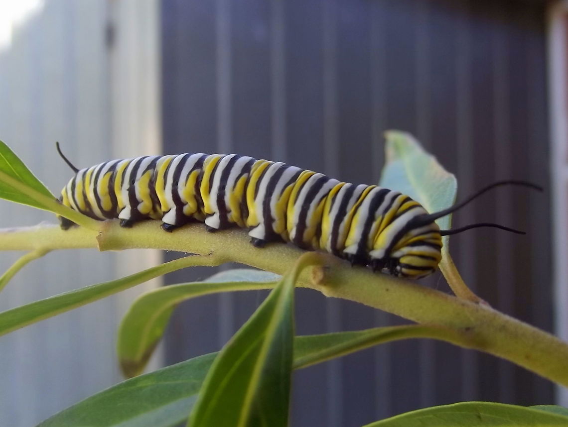 Monarch larva  Australia,Danaus plexippus,Geotagged,Monarch,Monarch butterfly,Summer,Winter