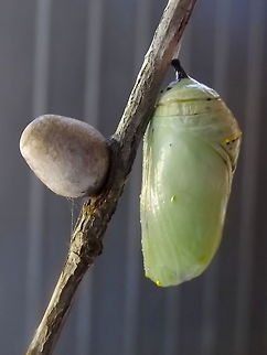 Danaus plexippus pupa (The other pupa is a cupmoth.) Australia,Danaus plexippus,Geotagged,Monarch,Monarch butterfly,Summer