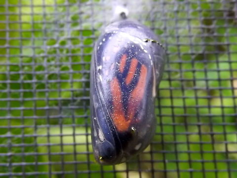 Danaus plexippus mature pupa  Australia,Danaus plexippus,Geotagged,Monarch,Monarch butterfly,Summer