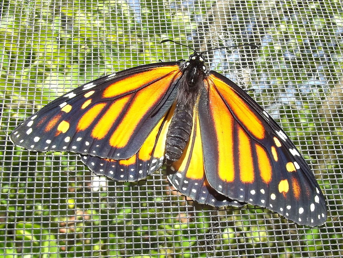 Danaus plexippus female drying her wings. The wanderer is scarce in Victoria because the introduced foodplant has been effectively eliminated from most of the state.  Queensland and New South Wales are warmer and the Wanderer is common.  <br />
<figure class="photo"><a href="https://www.jungledragon.com/image/38138/danaus_plexippus_pupa.html" title="Danaus plexippus pupa"><img src="https://s3.amazonaws.com/media.jungledragon.com/images/2776/38138_thumb.JPG?AWSAccessKeyId=05GMT0V3GWVNE7GGM1R2&Expires=1769040010&Signature=WkmaEQ4fiafDm5lpk74HBtSFpaM%3D" width="116" height="152" alt="Danaus plexippus pupa (The other pupa is a cupmoth.) Australia,Danaus plexippus,Geotagged,Monarch,Monarch butterfly,Summer" /></a></figure><br />
<figure class="photo"><a href="https://www.jungledragon.com/image/38136/monarch_larva.html" title="Monarch larva"><img src="https://s3.amazonaws.com/media.jungledragon.com/images/2776/38136_thumb.JPG?AWSAccessKeyId=05GMT0V3GWVNE7GGM1R2&Expires=1769040010&Signature=nGbS%2BxzWkiXIvjMRPVkZ%2B4jbwYM%3D" width="200" height="152" alt="Monarch larva  Australia,Danaus plexippus,Geotagged,Monarch,Monarch butterfly,Summer,Winter" /></a></figure><br />
 Danaus plexippus,Monarch butterfly