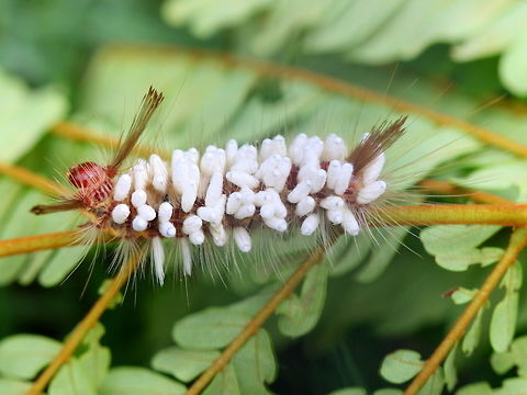 Tussock moth parasitoid Here is nature at her most brutal.  The caterpillar is infested by a braconid wasp. Numerous larvae have pupated as small white bundles outside of the host.  Only the non essential flesh is eaten so that the host can live as long as it is required for the adult wasps to emerge.  A parasite does not kill its host but these wasps do and are therefore called parasitoids.   Australia,Geotagged,Spring