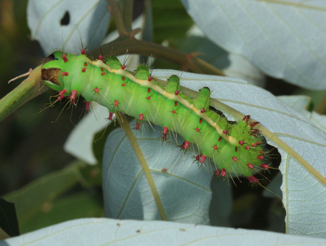 syntherata janetta A large yellow saturnid moth allied to the popular emperor gum moth. Australia,Fall,Geotagged,Syntherata janetta