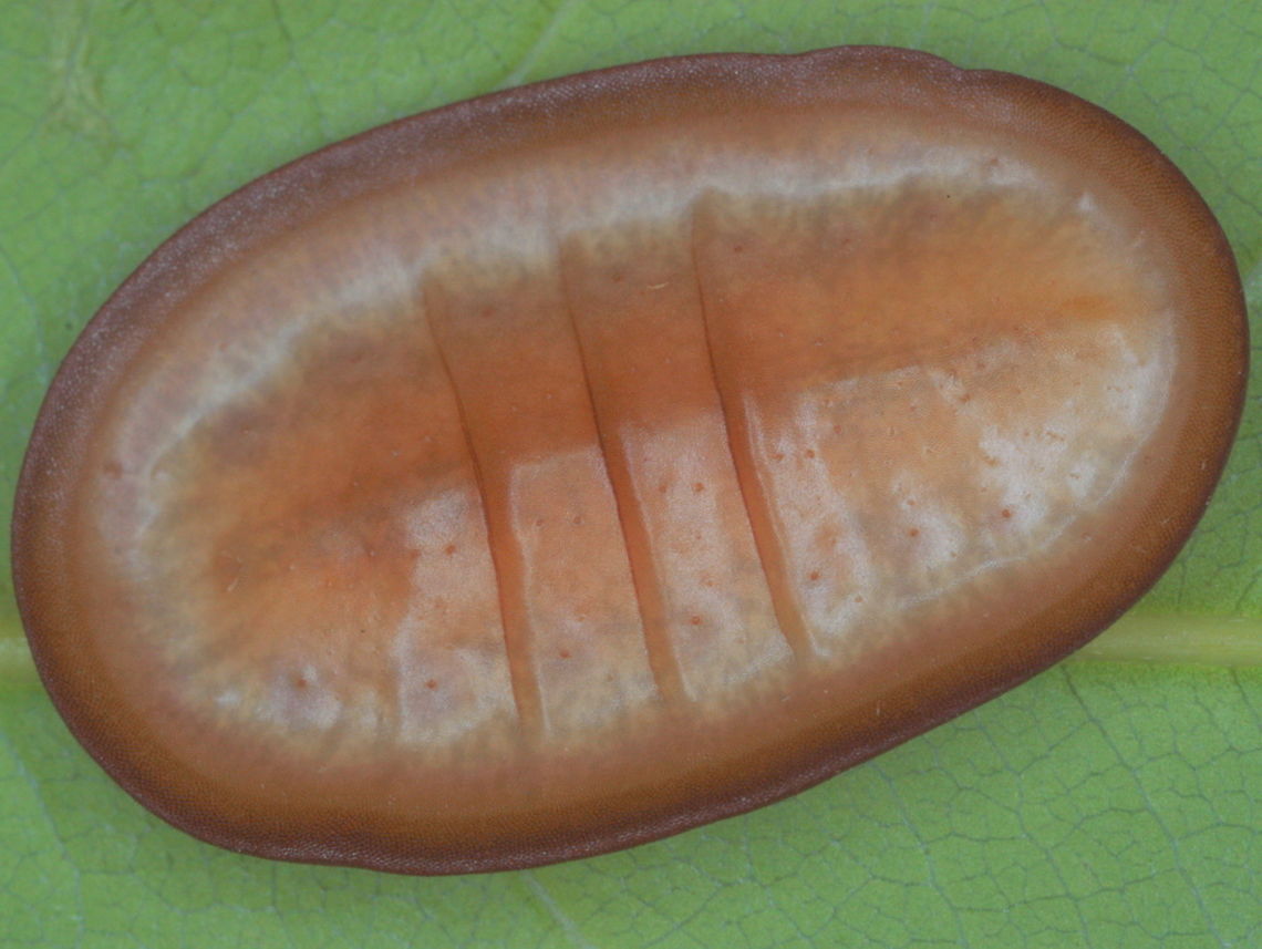 The moth butterfly (Liphyra brassolis) This caterpillar is flat, thick and leathery, to protect itself from the green ants with which it lives.  The green ants are weaver ants, building arboreal nests in clumps of leaves with silken threads produced by their larvae.  The larvae are also a food source for the carnivorous Moth butterfly larva which lives inside the ants nest in relative safety.     <br />
<figure class="photo"><a href="https://www.jungledragon.com/image/38167/moth_butterfly_liphyra_brassolis.html" title="Moth butterfly (Liphyra brassolis)"><img src="https://s3.amazonaws.com/media.jungledragon.com/images/2776/38167_thumb.JPG?AWSAccessKeyId=05GMT0V3GWVNE7GGM1R2&Expires=1769040010&Signature=afPZ2l5AJuj8%2B2%2B0uA3M4DR35dw%3D" width="200" height="152" alt="Moth butterfly (Liphyra brassolis) A bizarre flattened larva adapted to live within the arboreal nests of green ants.  Australia,Fall,Geotagged,Liphyra brassolis,Moth Butterfly" /></a></figure>  Australia,Fall,Geotagged,Liphyra brassolis,Moth Butterfly