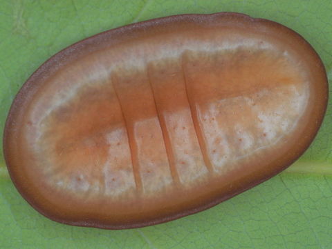 The moth butterfly (Liphyra brassolis) This caterpillar is flat, thick and leathery, to protect itself from the green ants with which it lives.  The green ants are weaver ants, building arboreal nests in clumps of leaves with silken threads produced by their larvae.  The larvae are also a food source for the carnivorous Moth butterfly larva which lives inside the ants nest in relative safety.     
http://www.jungledragon.com/image/38167/moth_butterfly_liphyra_brassolis.html  Australia,Fall,Geotagged,Liphyra brassolis,Moth Butterfly