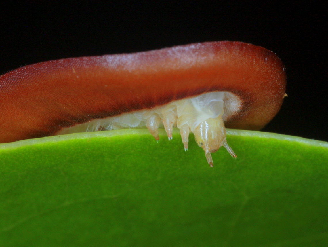 Moth butterfly (Liphyra brassolis) A bizarre flattened larva adapted to live within the arboreal nests of green ants.  Australia,Fall,Geotagged,Liphyra brassolis,Moth Butterfly