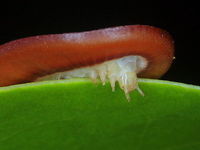 Moth butterfly (Liphyra brassolis) A bizarre flattened larva adapted to live within the arboreal nests of green ants.  Australia,Fall,Geotagged,Liphyra brassolis,Moth Butterfly
