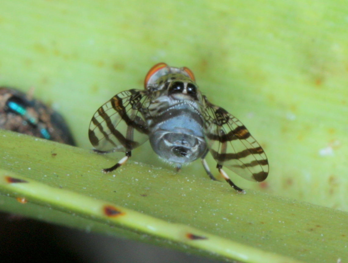 signal fly with extra eyes This insect has red eyes but two black dots look like a pair of eyes in the back of the thorax.  <br />
<br />
<a href="http://www.brisbaneinsects.com/brisbane_acalyptrata/BandedSignalFly2.htm" rel="nofollow">http://www.brisbaneinsects.com/brisbane_acalyptrata/BandedSignalFly2.htm</a>  Australia,Black-banded Signal Fly,Euprosopia tenuicornis,Fall,Geotagged,Spring,signal fly