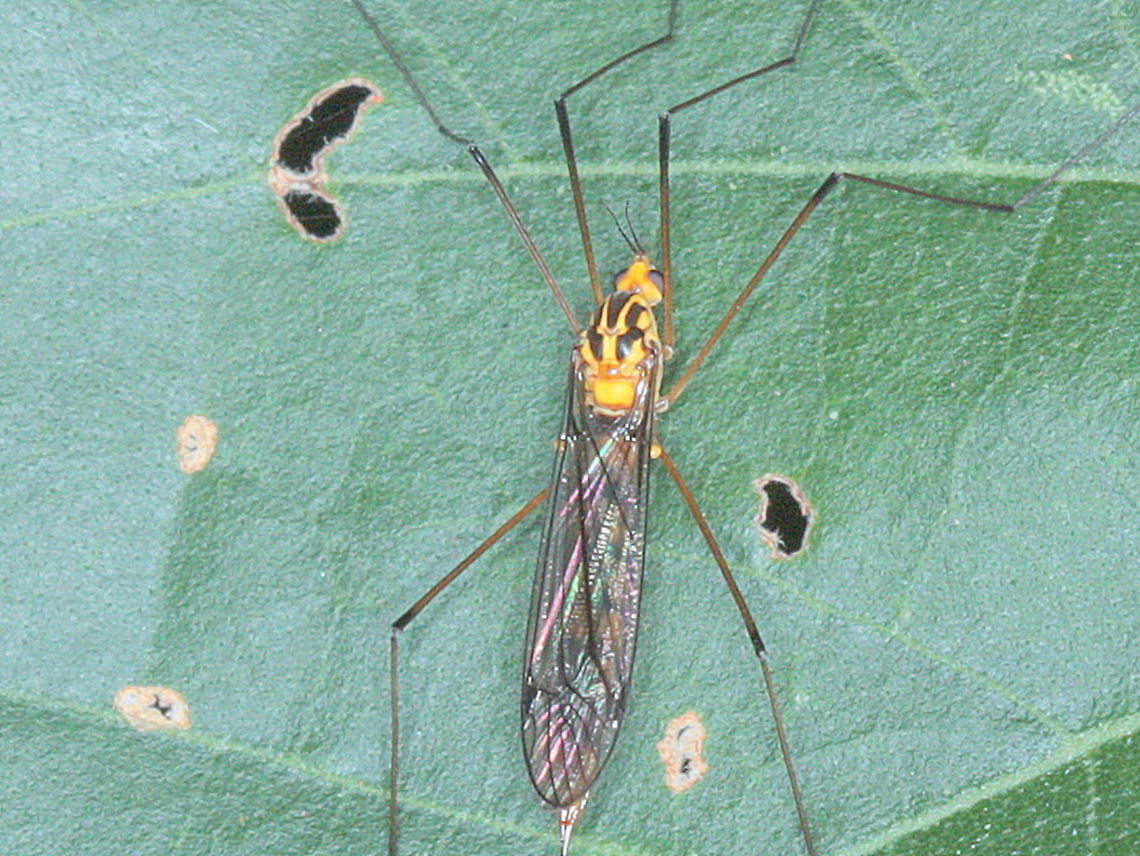 Crane fly  Australia,Crane fly,Diptera,Fall,Geotagged,Nematocera,Tipuloidea