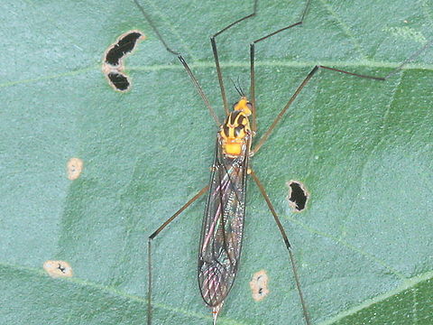 Crane fly  Australia,Crane fly,Diptera,Fall,Geotagged,Nematocera,Tipuloidea