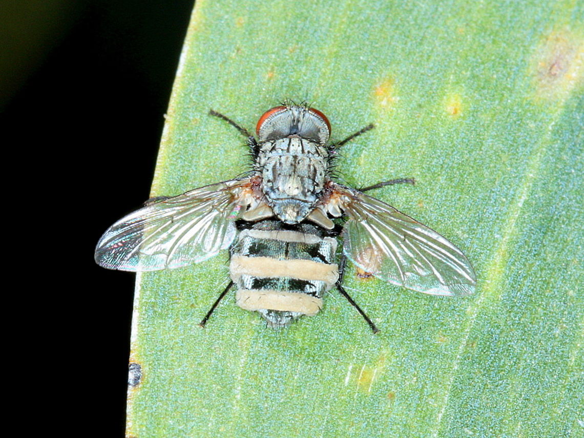 mummified tachinid fly This insect is consumed by a systemic fungus. Australia,Entomophthora muscae,Fall,Geotagged