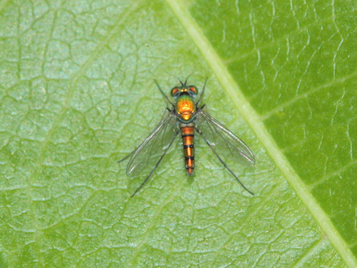 Stilt fly  Australia,Fall,Geotagged
