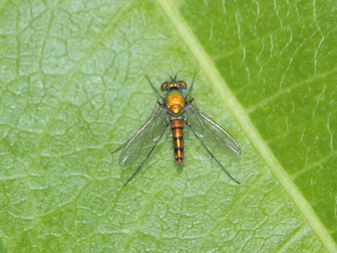 Stilt fly  Australia,Fall,Geotagged