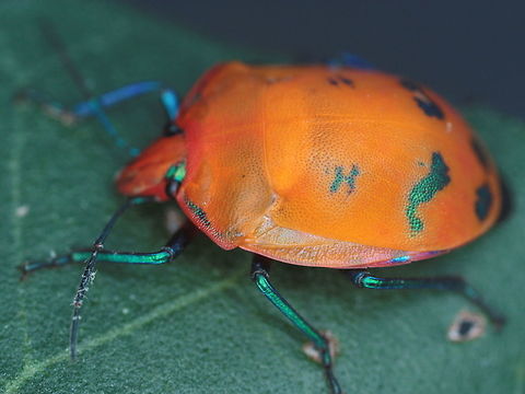 Tectocoris_diophthalmus  Australia,Fall,Geotagged,Tectocoris diophthalmus