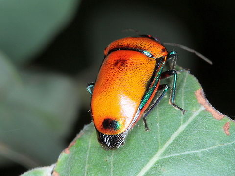 Calliphara_regalis  Australia,Calliphara regalis,Fall,Geotagged