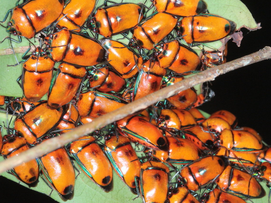 Calliphara_regalis5  Australia,Calliphara regalis,Fall,Geotagged