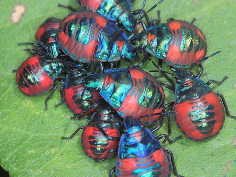 Tectocoris diophthalmus nymph https://www.jungledragon.com/image/38262/tectocoris_diophthalmus.html Australia,Fall,Geotagged,Tectocoris diophthalmus