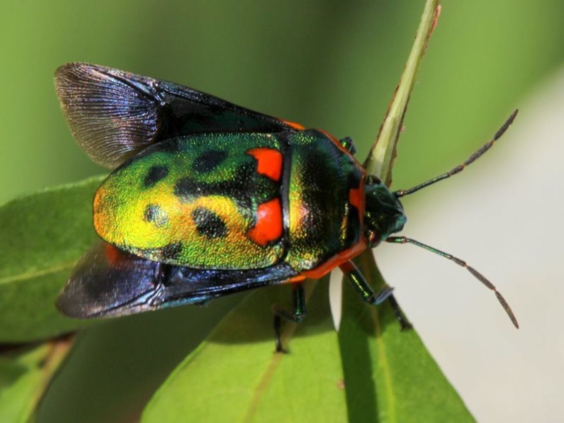 Scutiphora_pedicellata  Australia,Geotagged,Scutiphora pedicellata